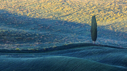 Dawn in Tuscany with cypress 