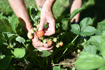Close-up of the hands of an elderly woman leaning over a strawberry bush and picking ripe berries.