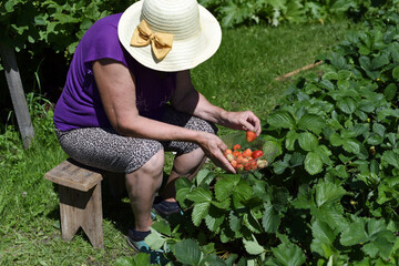 An elderly woman in a wide-brimmed hat with a bow, sitting on a low stool, picks ripe strawberries...