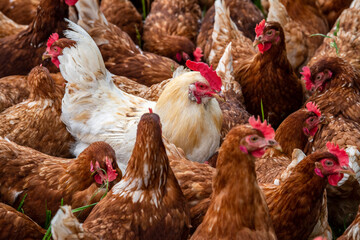Freilaufende Hühner auf Wiese