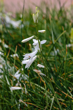 Paradisea (paradise lily) is a European genus of flowering plants in the family Asparagaceae
