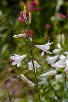Paradisea (paradise lily) is a European genus of flowering plants in the family Asparagaceae