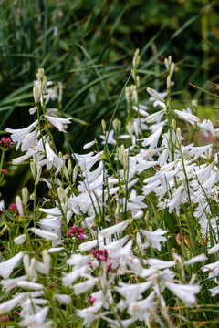 Paradisea (paradise lily) is a European genus of flowering plants in the family Asparagaceae