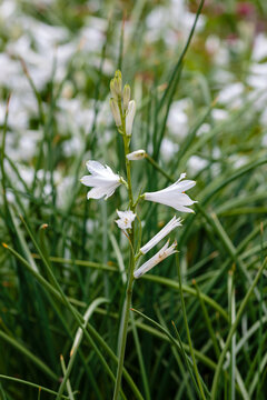 Paradisea (paradise lily) is a European genus of flowering plants in the family Asparagaceae