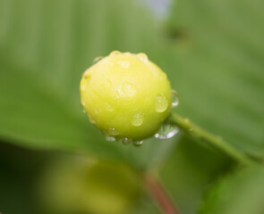 raindrops on a green cherry berry