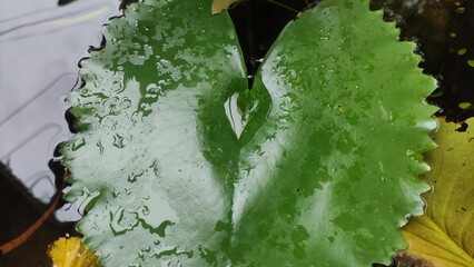 water on lotus leaf in the pool