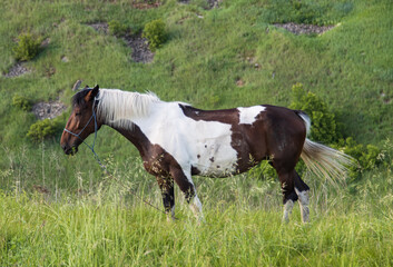 brown horse with spots grazing in the meadow
