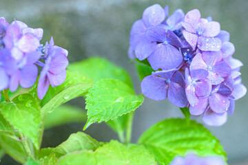 雫の付いた紫陽花
