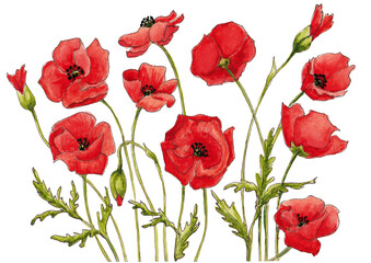 Watercolor illustration of red poppies flowers isolated on a white background