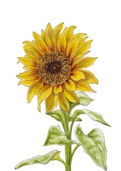 Watercolor illustration of sunflowers flowers isolated on white background
