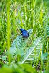 Female of European stag beetle