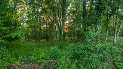 View into a dense green forest in the evening