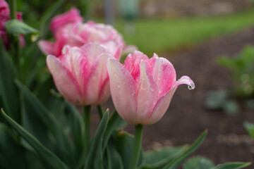 Tulpen in voller Blüte