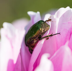 green beetle on pink flower petals