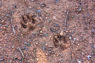 Footprint of a dog marked on the land of the field