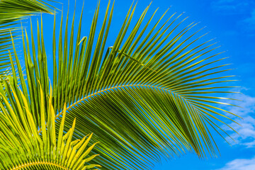 Green Palm Fronds Leaves Tree Moorea Tahiti