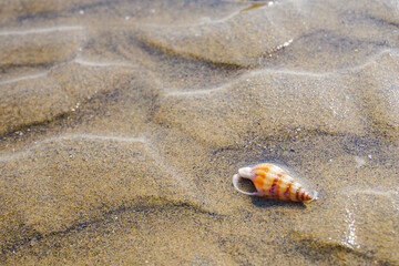 Kleine Muschel am Strand