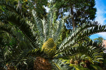 Cycad Encephalartos arenarius x trispinisus - palm-like plant with large cone.