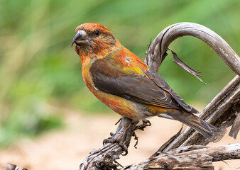 crossbill