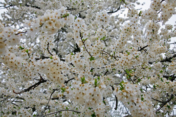 Branches of apple blossoming crab white flowers. Spring flowering garden fruit tree. Apple blossom close-up.