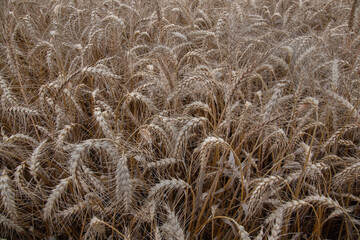 Close-up of a wheat and in the background wheat field.