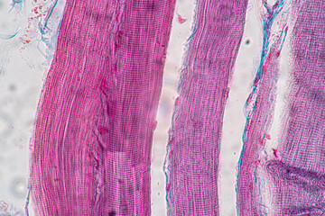 Characteristics of anatomy and Histological sample Striated (Skeletal) muscle of mammal Tissue...