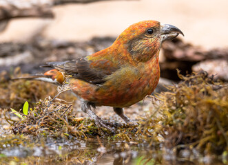 crossbill