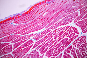 Characteristics of anatomy and Histological sample Striated (Skeletal) muscle of mammal Tissue under the microscope.
