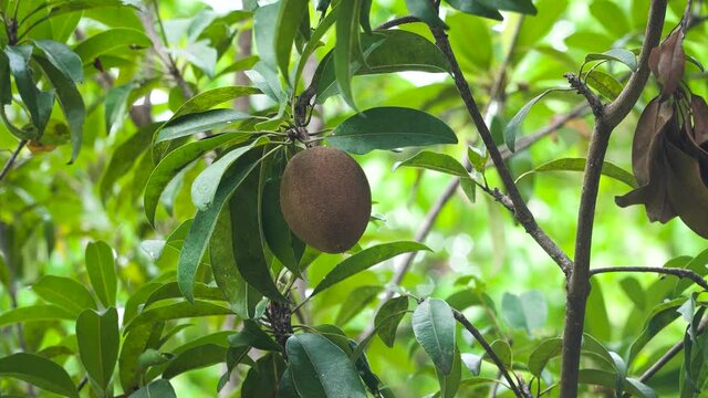 Tropical fruit sapodilla on tree branch. Tropical plant sapodilla with brown fruits and green leaves.