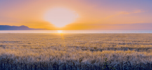 Panorama of barley field during colorful sunset. Soft focus, sunflare