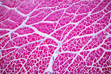 Characteristics of anatomy and Histological sample Striated (Skeletal) muscle of mammal Tissue under the microscope.
 - obrazy, fototapety, plakaty