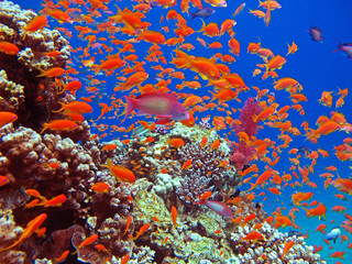 Fototapeta na wymiar Flock herd of red tropic fishes in front of a beautiful coral reef in clear blue water