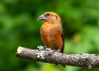 crossbill