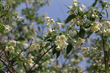 Branches of apple blossoming crab white flowers. Spring flowering garden fruit tree. Apple blossom close-up.