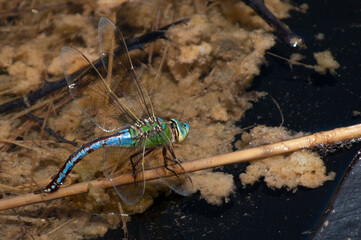 Selective focus shot of an Emperor dragonfly/blue emperor/Anax imperator - Powered by Adobe