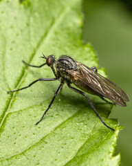 Macro shots, beautiful nature. Close up fly