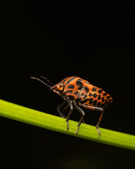 Macro shots, beautiful nature. Close up of red beetle at black point