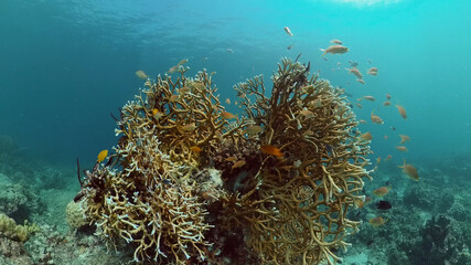 Naklejka na ściany i meble Underwater sea fish. Tropical fishes and coral reef underwater. Philippines.