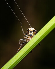 Macro shots, beautiful nature. Spider