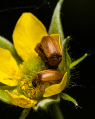 Macro shots, beautiful nature. Close up of brown beetle