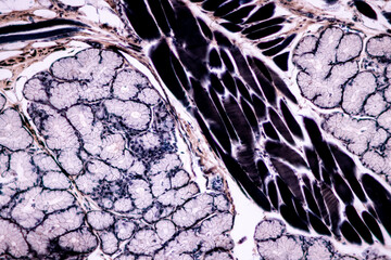 Characteristics of anatomy and Histological sample Striated (Skeletal) muscle of mammal Tissue under the microscope.
