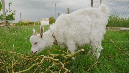 White little goat eats green grass in the backyard. Village scene with livestock.