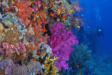 Fototapeta na wymiar Scuba diver watching beautiful colorful coral reef with red and purple soft corals and fish