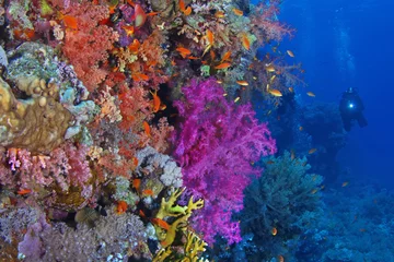 Fototapeten Scuba diver watching beautiful colorful coral reef with red and purple soft corals and fish © Nikolay