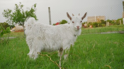 Fototapeta premium White little goat eats green grass in the backyard. Village scene with livestock.
