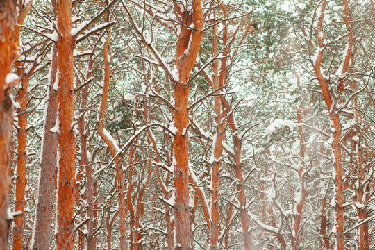 Pine forest in the snow in winter © Stanislaw Mikulski