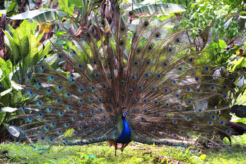 Beautiful peacock dance display opening feathers. Peacock showing its tail