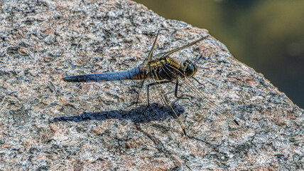 Libelle