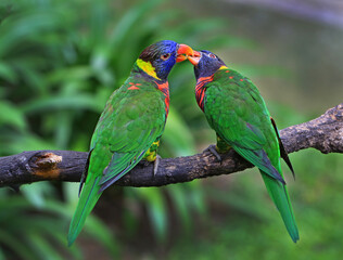 A pair of colorful Rainbow Lorikeets Parrots (Trichoglossus moluccanus). Parrot couple in love on branch