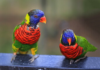 A pair of colorful Rainbow Lorikeets Parrots (Trichoglossus moluccanus). Parrot couple in love on branch